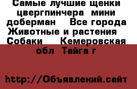 Самые лучшие щенки цвергпинчера (мини доберман) - Все города Животные и растения » Собаки   . Кемеровская обл.,Тайга г.